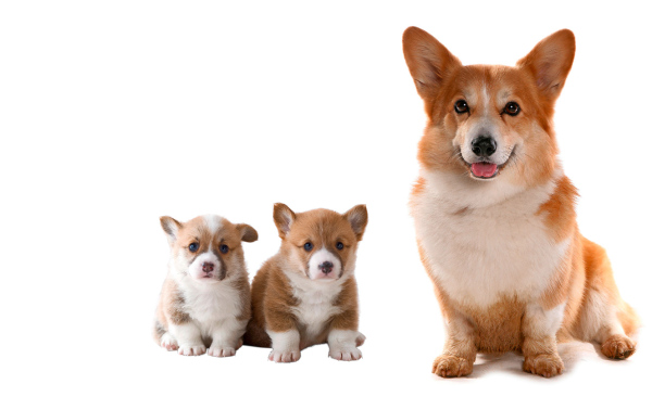 Corgis