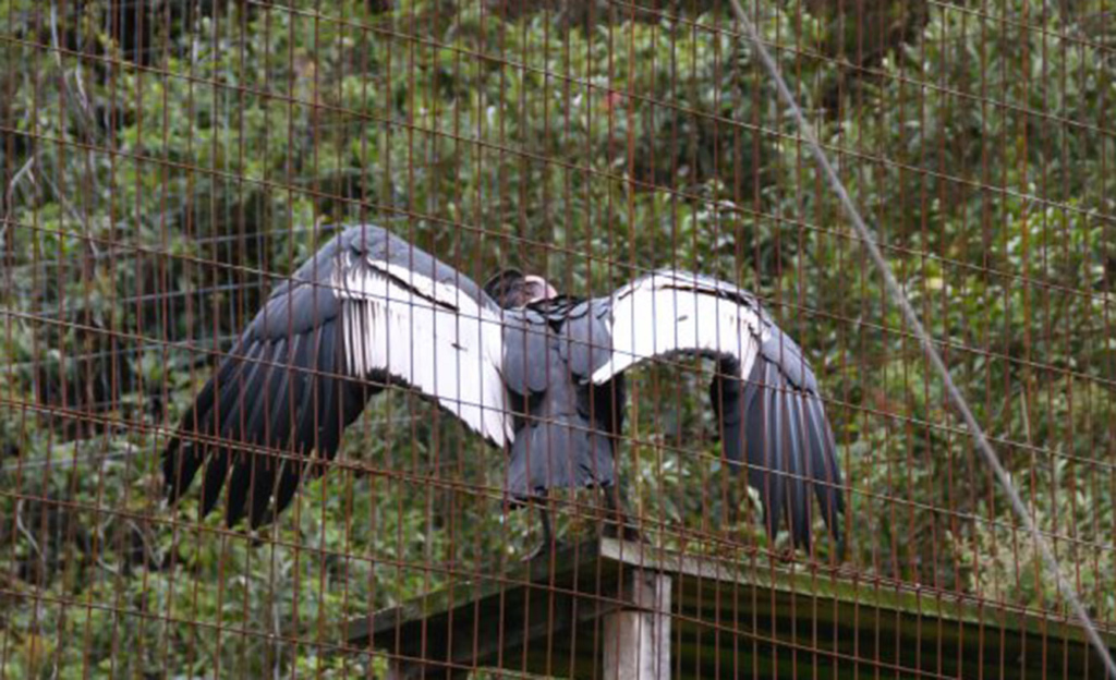 In Ecuador Lebt Der Grosste Greifvogel Der Welt Gluckspost